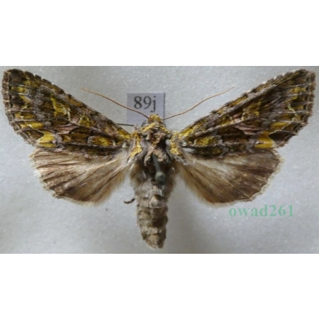 Trachea atriplicis (Linnaeus, 1758) male Agatówka łobodnica Czech89j
